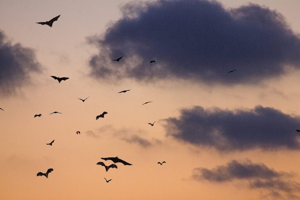Voli pindarici: significato, origine e uso corretto