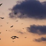 Voli pindarici: significato, origine e uso corretto